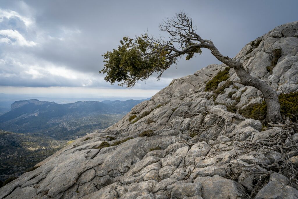 Small tree growing from rock