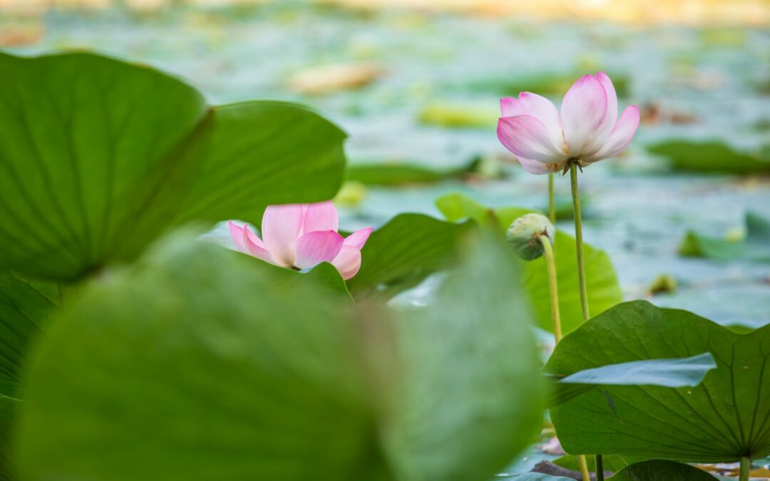Finding Harmony through Resilience
