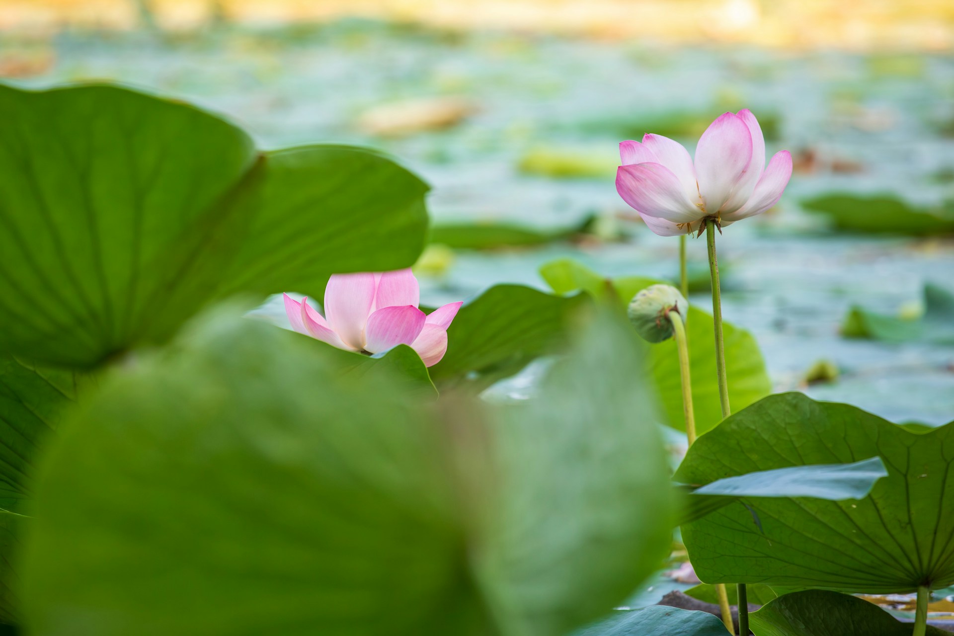 lotus flowers blooming amongst leaves